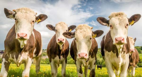 Ireland to Slaughter 200,000 Healthy Cows to Fight 'Global Warming' - Slay News