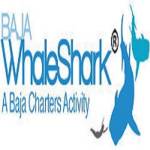 Baja Whale Shark Profile Picture