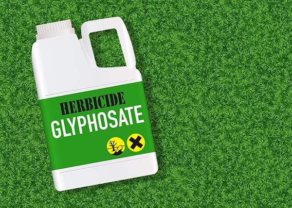 Monsanto's glyphosate herbicide sprayed on ge..