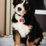 Bernedoodles for rehoming and adoption! Profile Picture