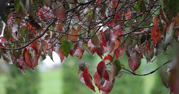 Each Day A Praise: Autumn Peace and Rain