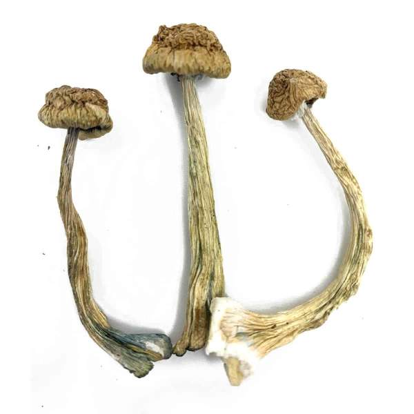 Psilocybe: African Transkei Cubensis | Mushrooms Research Shop