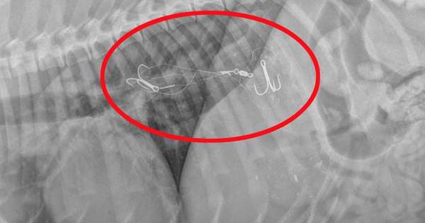 Dog lucky to be alive after swallowing two  fishing hooks | National | elkharttruth.com