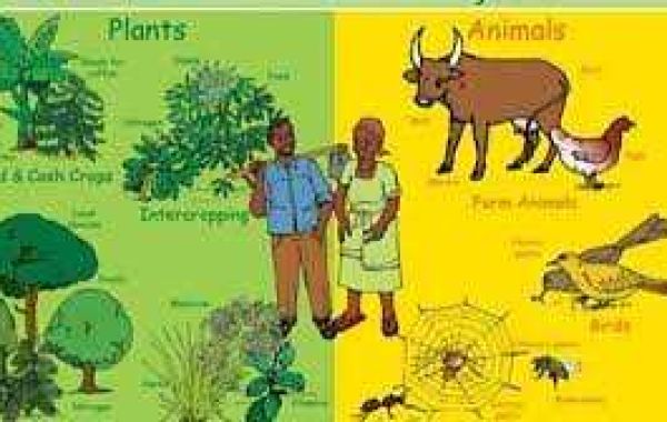 What Is Biodiversity Class 10? Definition, Types And Importance