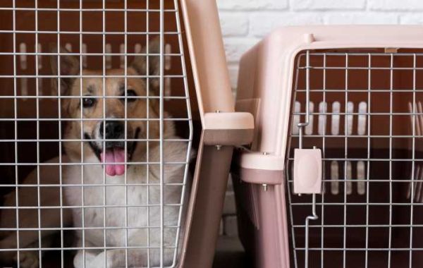 Are Crates for Dogs Good?
