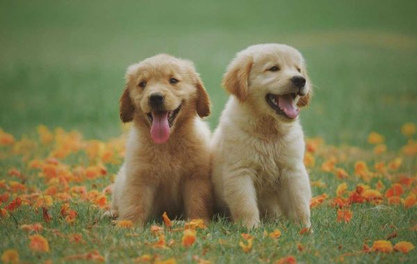 Labrador Retriever Puppies: Delhi's Most Loyal Companions