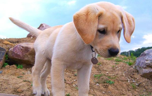 Finding the Perfect Companion: Labrador Retriever Puppies for Sale in Lucknow