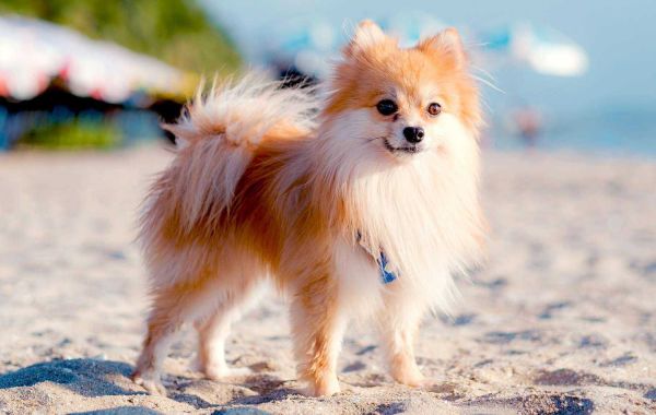 Pomeranian Puppies For Sale In Lucknow: Discovering Your Perfect Furry Companion