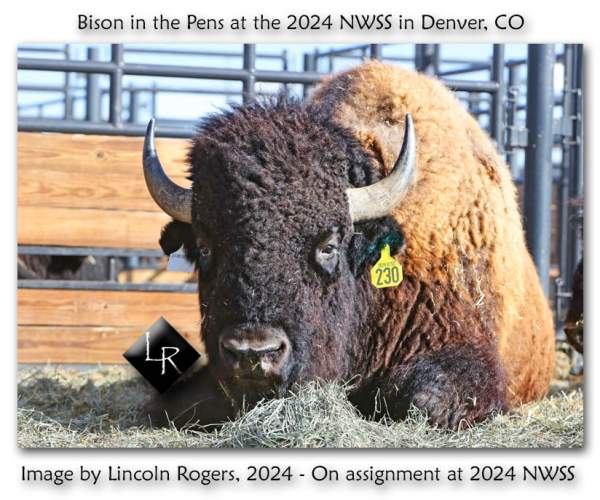 Bison Show at the 2024 NWSS | Lincoln's Thinkin's