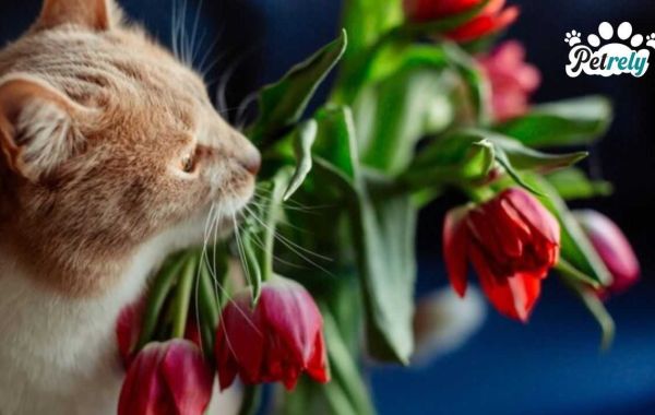 Are Tulips Considered to be Toxic for Cats?