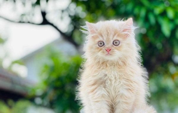 Exquisite Persian Kittens For Sale In Lucknow: Your Guide to Finding the Perfect Feline Companion
