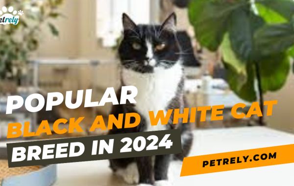 Popular black and white cat breed in 2024