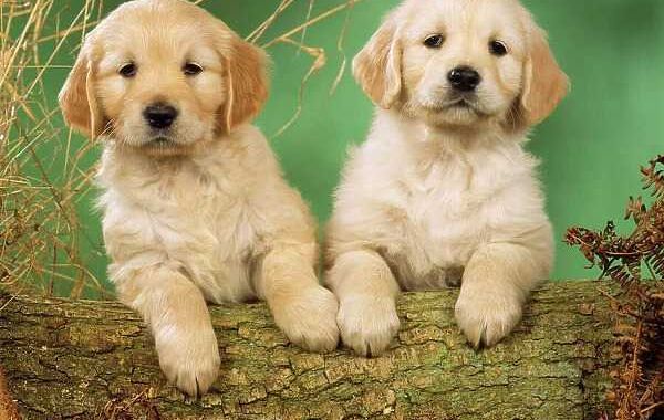 Golden Retriever Puppies in Delhi: Best Prices Guaranteed