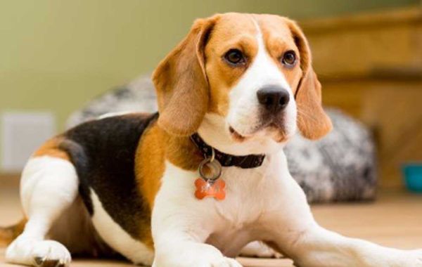 Beagle Puppies in Delhi: High-Quality Breeds at Great Prices