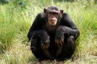 Contender's Edge: A Chimp, A Banana, And A Slug: Not Adding Up And Other Plot Twisters