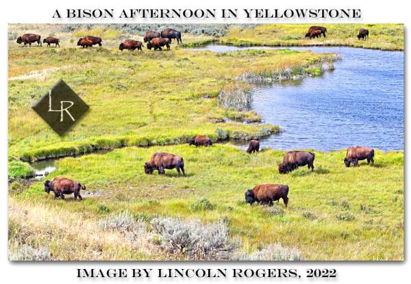 Bison Roam Free in Yellowstone | Lincoln's Thinkin's