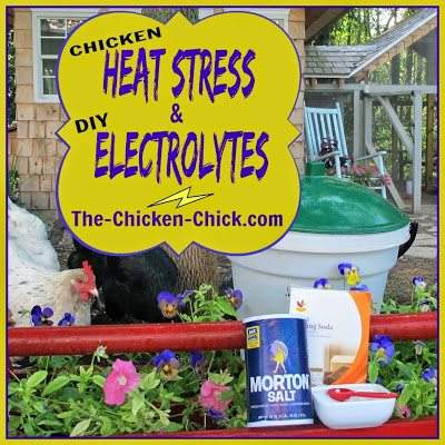 Chicken Heat Stress, Dehydration & Homemade Electrolyte Solution