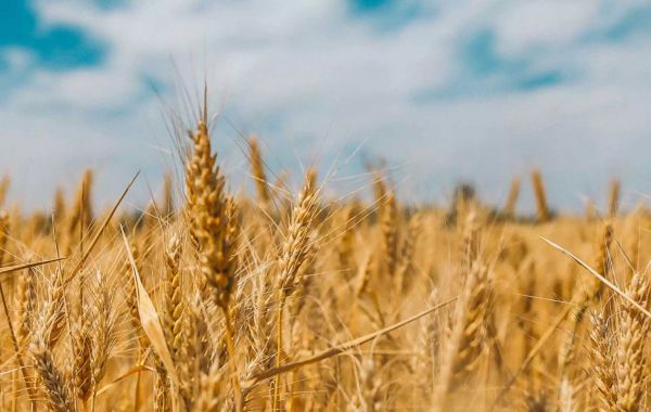 Global Wheat Market Size, Share and Growth 2023-2030