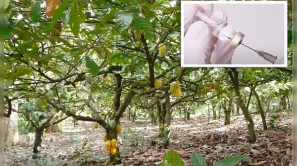 World’s Chocolate Supply Under Threat By Virus, Researchers Call for Cacao Trees To Be Vaccinated - Conservative News & Right Wing News | Gun Laws & Rights News Site