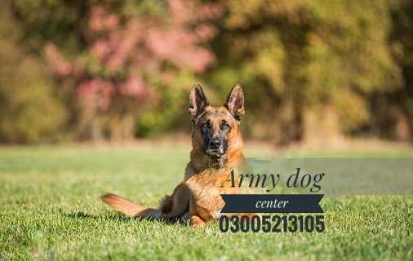 Significance of Military Canine Training Army dog Centers