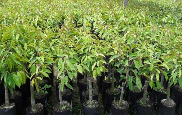 Công ty cây giống Đồng Thành Công chuyên nghiệp và uy tín nhất miền nam