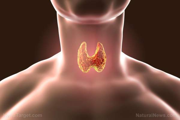 How to get your thyroid levels back to normal WITHOUT medication   – NaturalNews.com