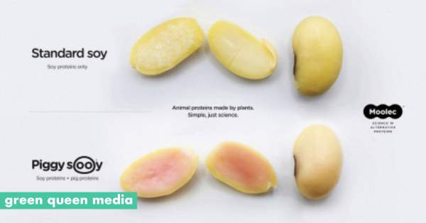 Moolec's Pink Soybeans Contain Pork Cells Thanks to Molecular Farming Tech