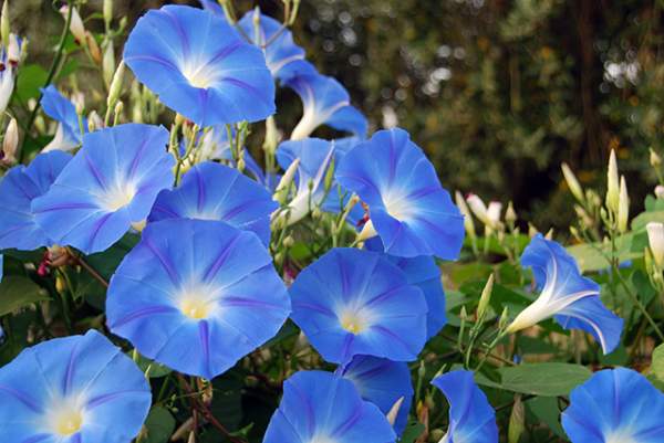 Dwarf morning glory is the best herb for making an Ayurvedic “brain tonic” – study   – NaturalNews.com
