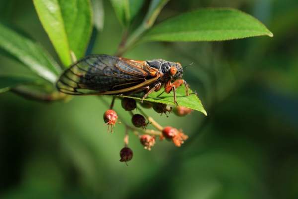 Cicada Broods On Verge Of Emergence As Sightings Reported Across U.S.