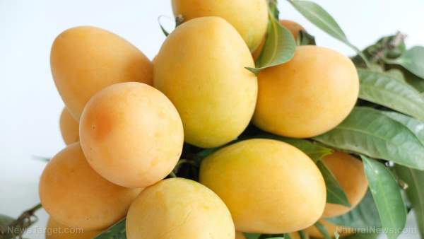 5 Health benefits of mangoes (as well as 3 healthy recipes)   – NaturalNews.com