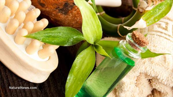 Tea tree oil could cure your acne and more - NaturalNews.com