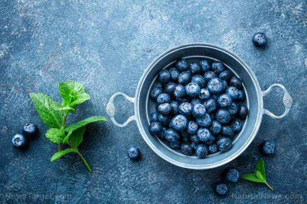 Polyphenols in wild blueberries can help lower blood pressure and boost brain function   – NaturalNews.com