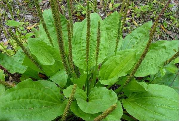 Using plantain as a home remedy? Here are 4 ways to do it   – NaturalNews.com