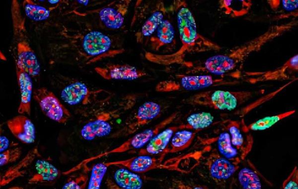 Multicolor Immunofluorescence Staining Kits for Enhanced Research