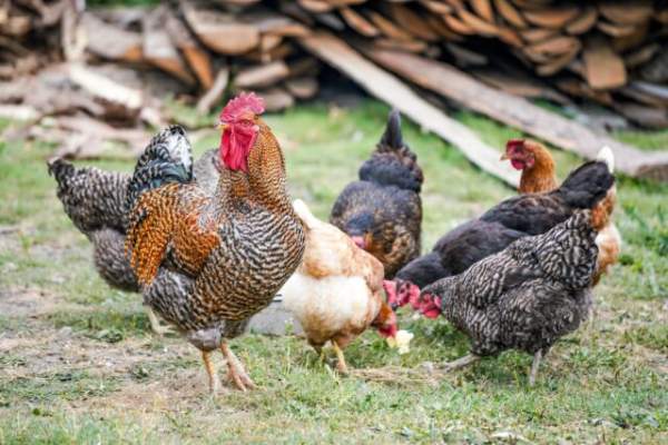  10 Common Chicken Sounds And Their Meanings - pets indoor