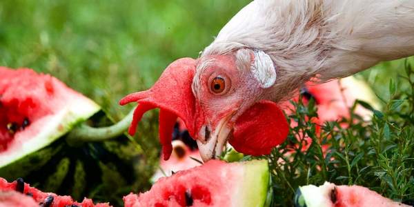 Top Five Summer Treats for Chickens - pets indoor