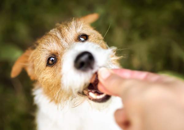 Dog Treat Recall Prompts Nationwide Warning to Pet Owners - Newsweek