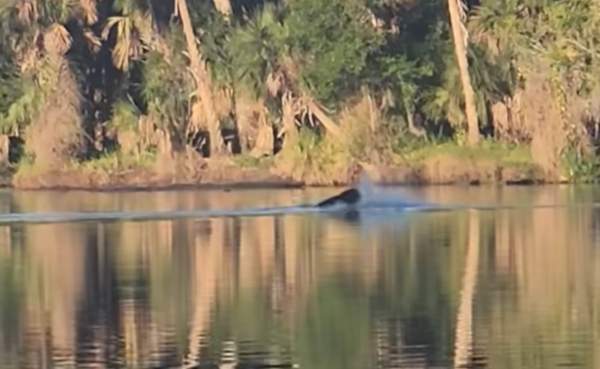 Kayaker captures video of bear fighting off two alligators in Florida river - al.com