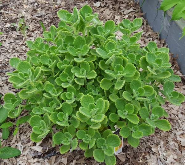 Cuban Oregano - Advice From The Herb Lady