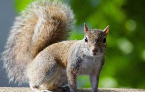SquirrelControlServices: Comprehensive Solutions for Squirrel-Proofing