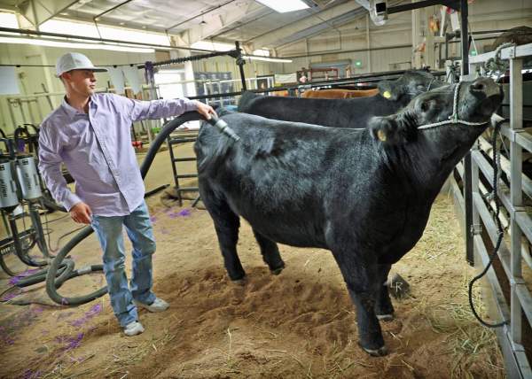 The luckiest Knight: Teen wins Grand Champion and Reserve Grand Champion Market Beef titles at 2024 Douglas County Fair & Rodeo | TheFencePost.com