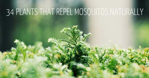 The Ultimate Guide: 34 Plants That Repel Mosquitos Naturally! – Practically Functional