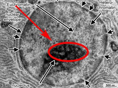 Brain Secret That’s Been Kept from Everybody | by Yrlifestyle | Aug, 2024 | Medium
