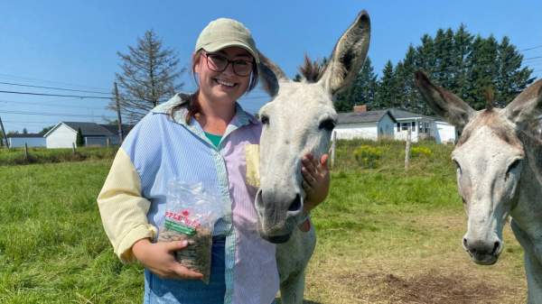 N.B. news: Pennsylvania donkeys arrive in Colpitts Settlement | CTV News
