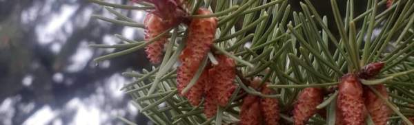 Fir Mugolio – Biblical Natural Health Coaching