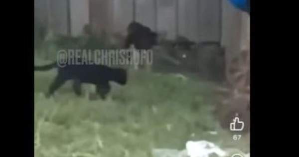 A Chris Rufo Investigation: SHOCK VIDEO!… Migrants Caught Killing and Grilling Cats in Dayton, Ohio