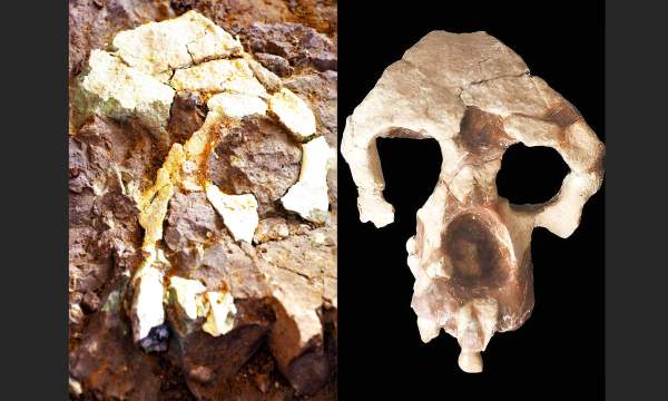 Humans originated in Europe, not Africa, according to fossil find - Earth.com