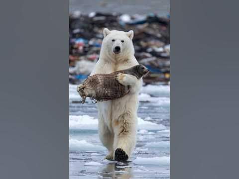 Polar bear climbed onto the boat to ask for help - YouTube