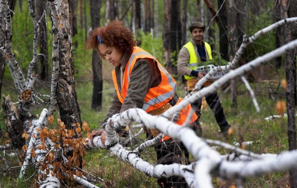 The Importance of Professional Tree Removal Services