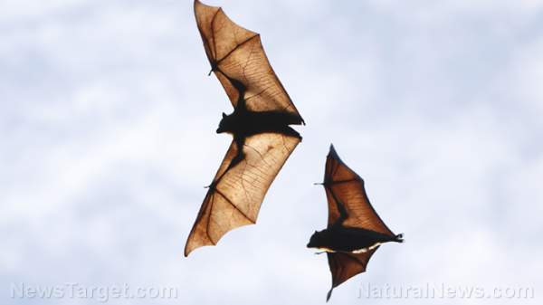 Queensland authorities warn of potential spread of 100% fatal “bat virus”